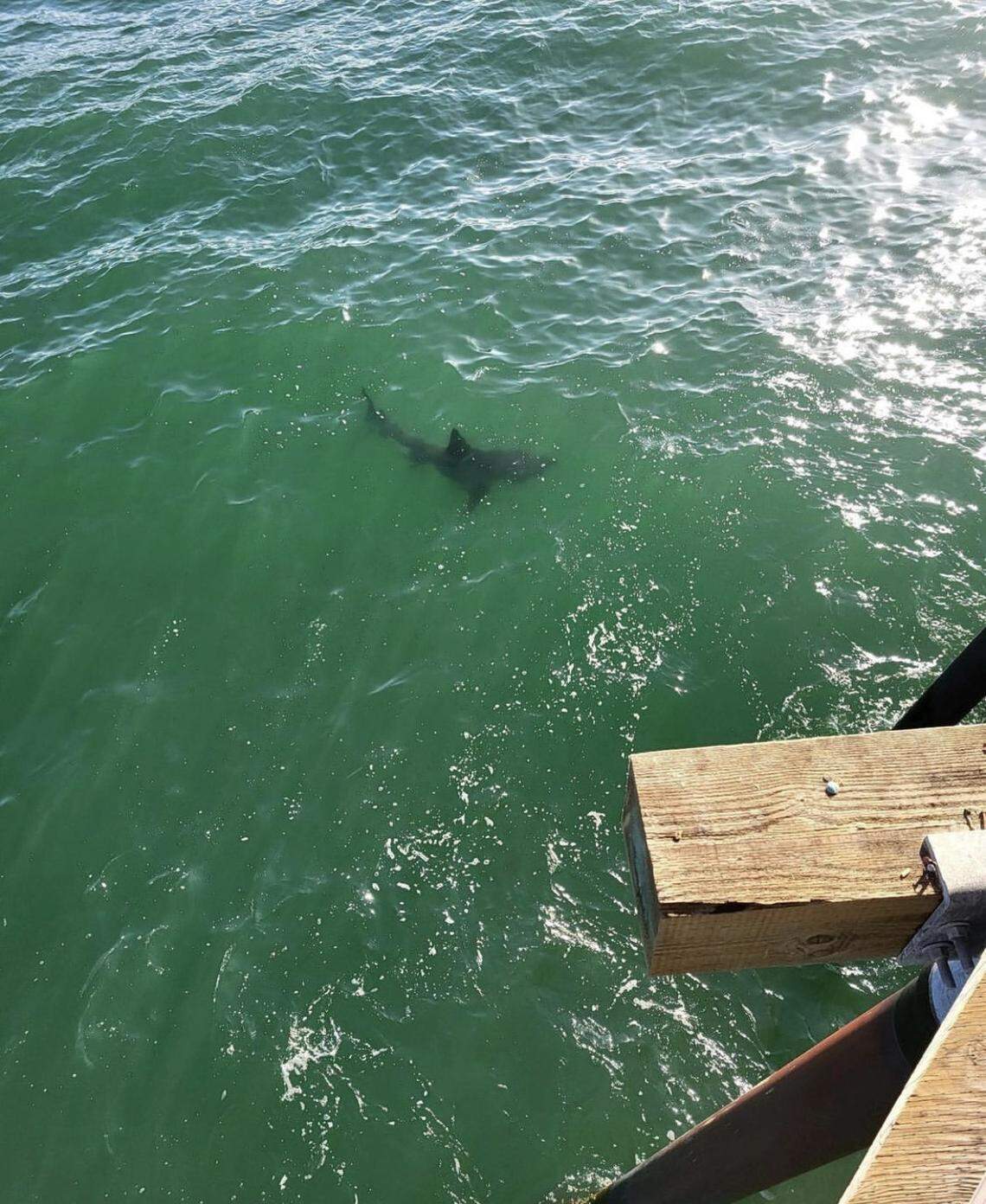 Pismo Beach Police Department spotted a 7-foot shark just off the pier on Wednesday, June 15, 2022. 