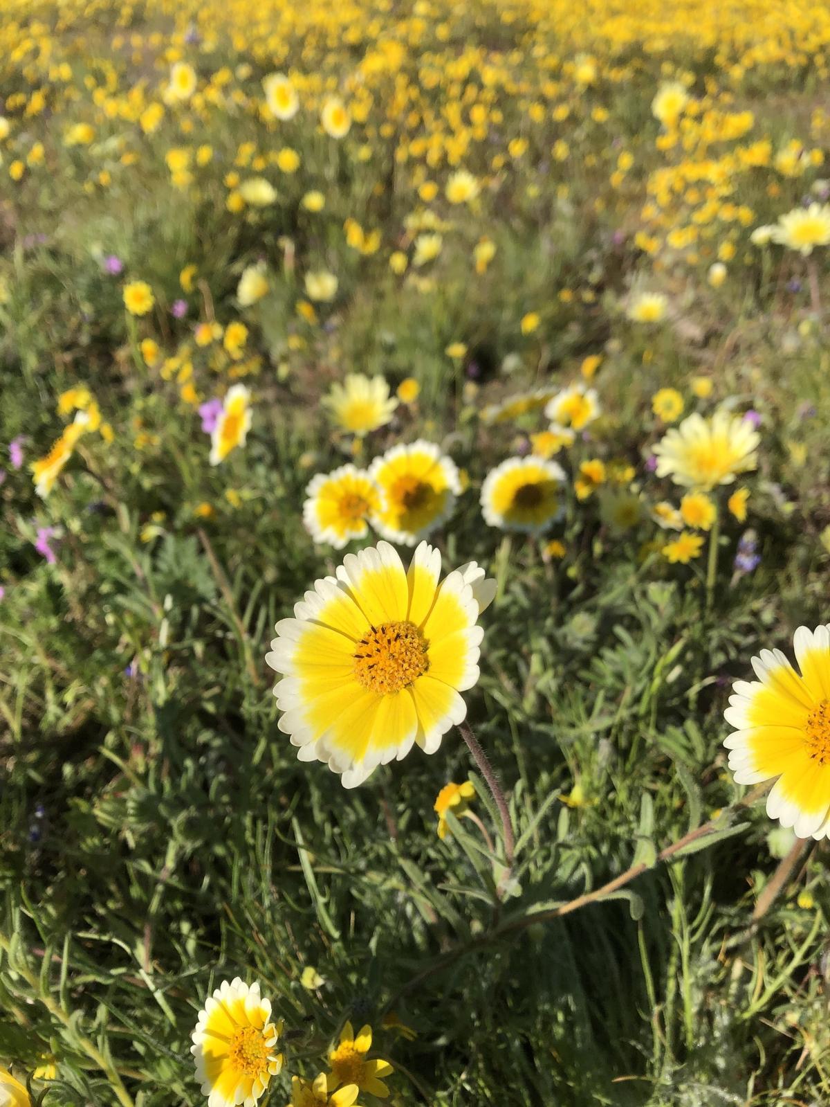 Michael Furukawa of Goleta shot this photo of wildflowers at Shell Creek Road off Highway 58 near Santa Margarita on Easter Sunday, April 9, 2023.