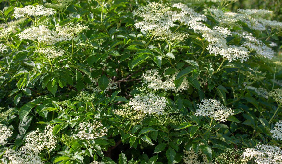 Elderberry trees feature flat-topped clusters of tiny, creamy-white flowers with a fragrant, sweet scent.