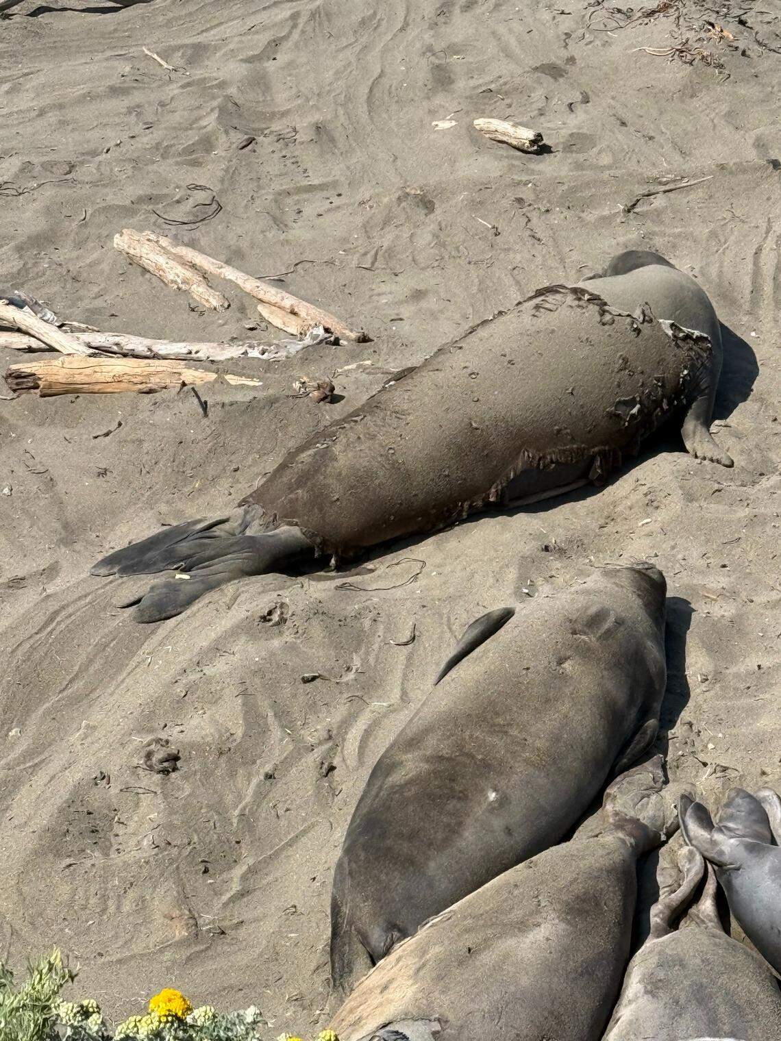 White tags, like the one on the elephant seal above, are used to indicate that a seal was born at the Piedras Blancas rookery. Other colors denote other areas throughout the state.