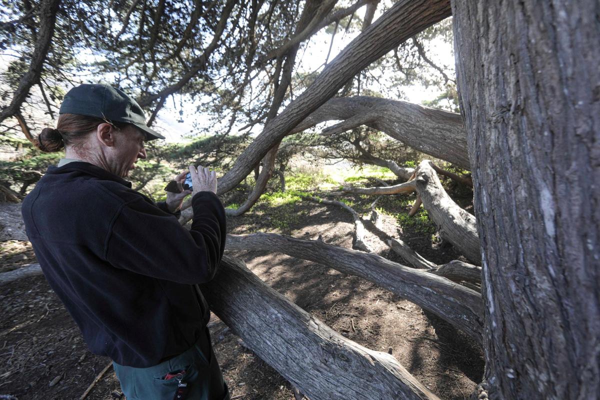 Jackson Clague, recreation technician with the U.S. Forest Service, documents a sawed-off branch on the only cypress tree on San Carpoforo Creek Beach.