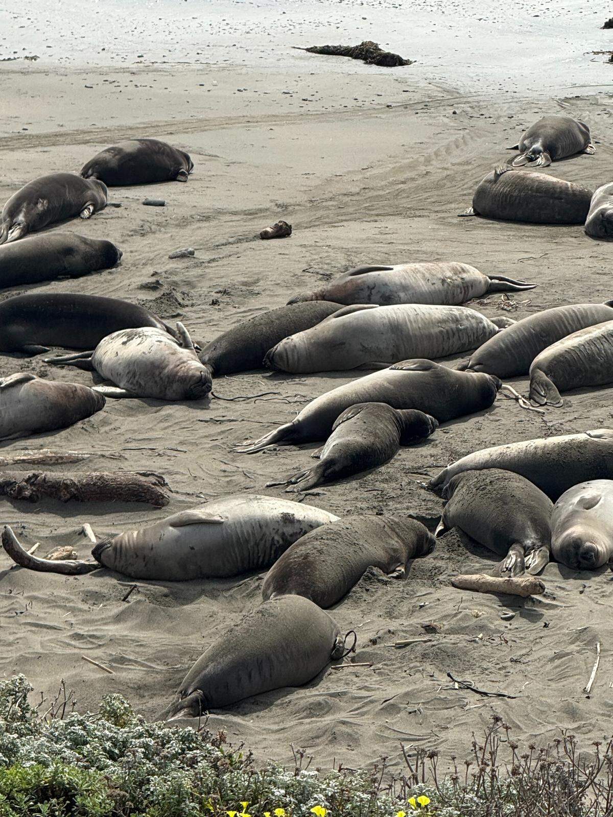 Nearly all the elephant seals on the beach at Piedras Blancas are this season’s pups, now preparing for their first migration.