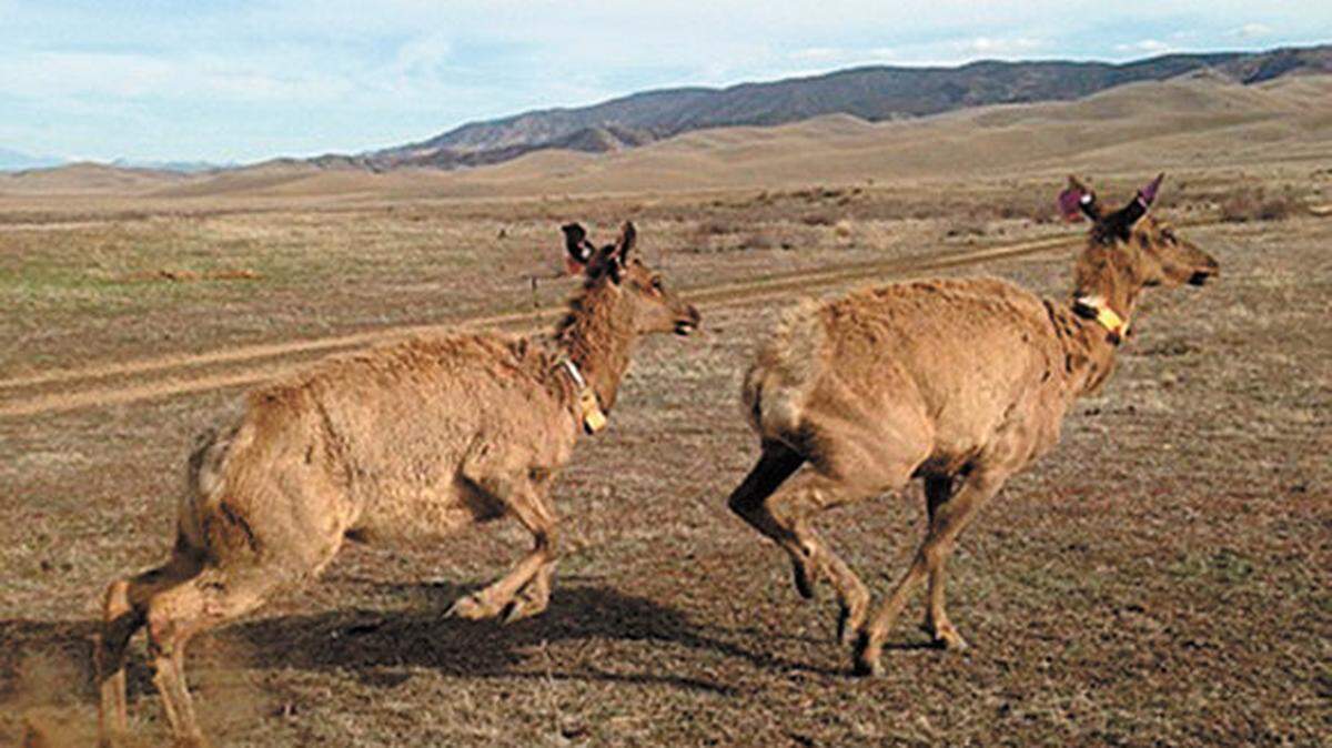 Collared elk are released at the Carrizo Plain National Monument in San Luis Obispo County.