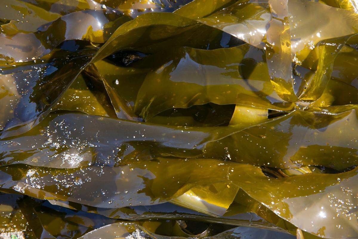 Bull kelp on the sand at Glass Beach outside Fort Bragg, Calif., July 20, 2018. Climate change is ravaging California’s underwater kelp forests. That’s caused what one scientist called a “perfect storm” in the ecosystem.