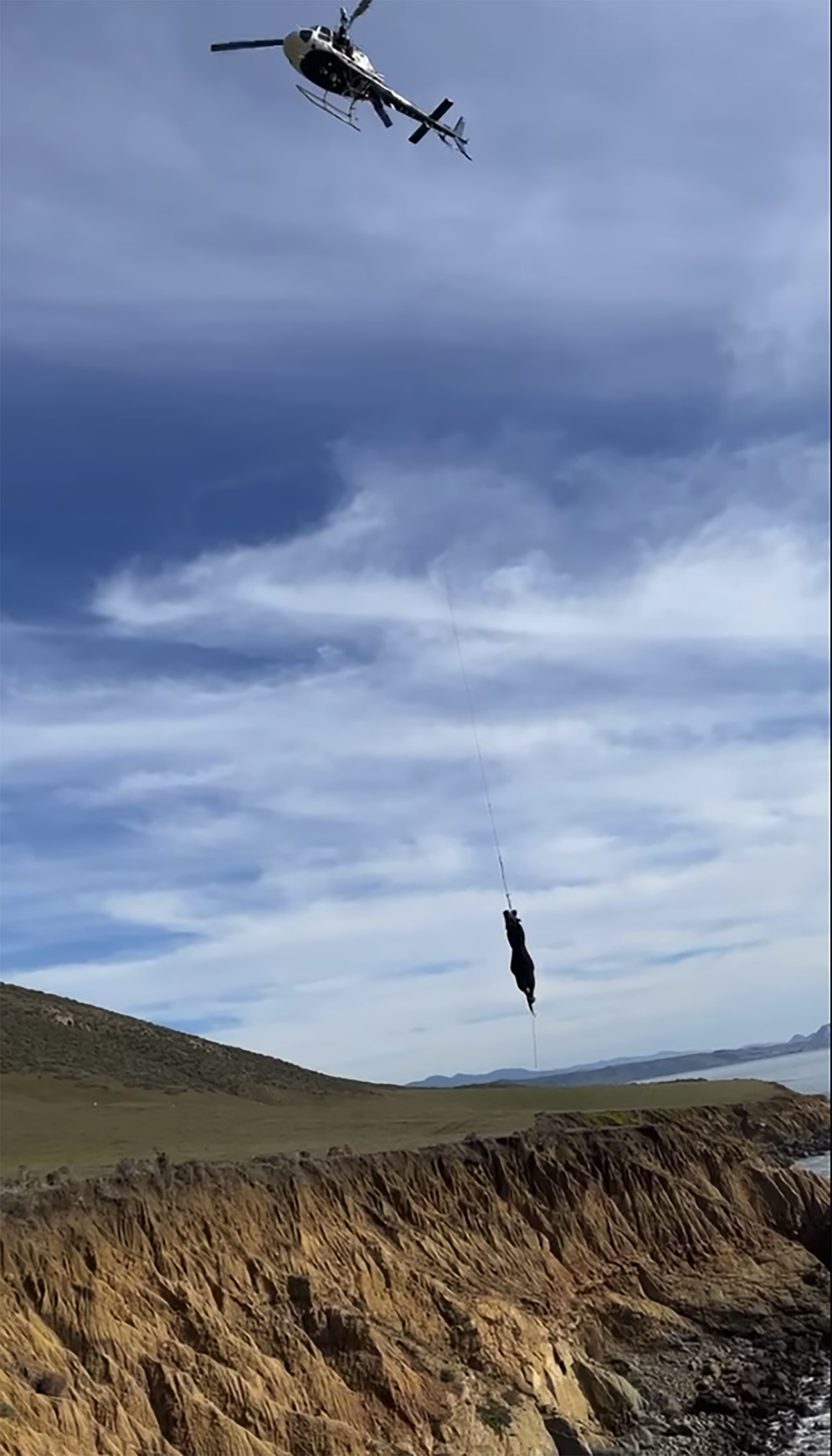 A CHP helicopter lifts a bull off the beach at China Cove near Cayucos on Tuesday, Dec. 21, 2021, after it fell off a cliff and became stranded below.