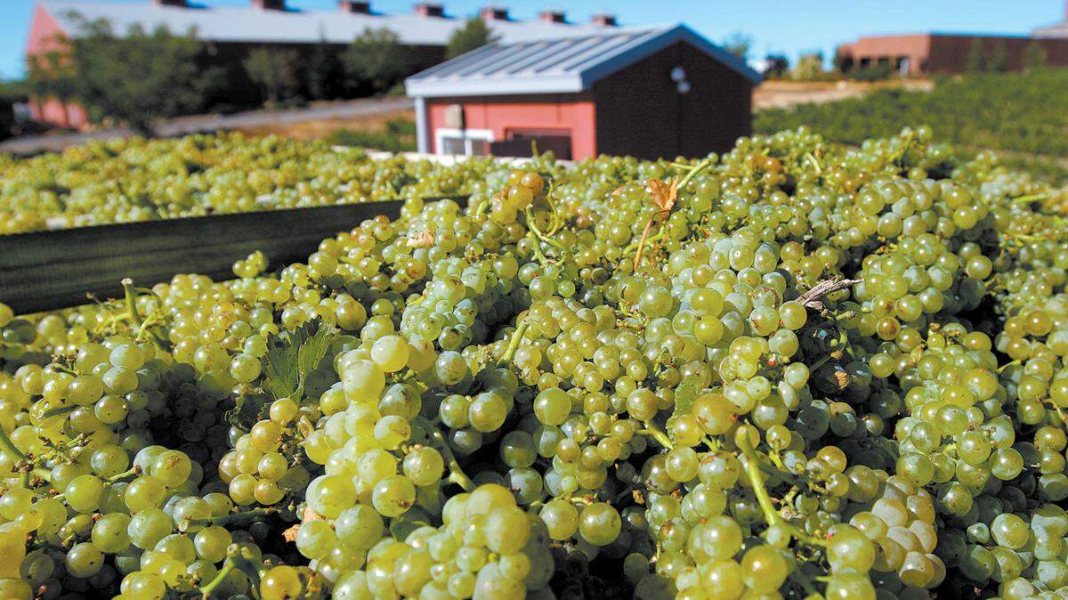 A truck load of recently harvested grapes makes its way to the Robert Hall winery in Paso Robles.