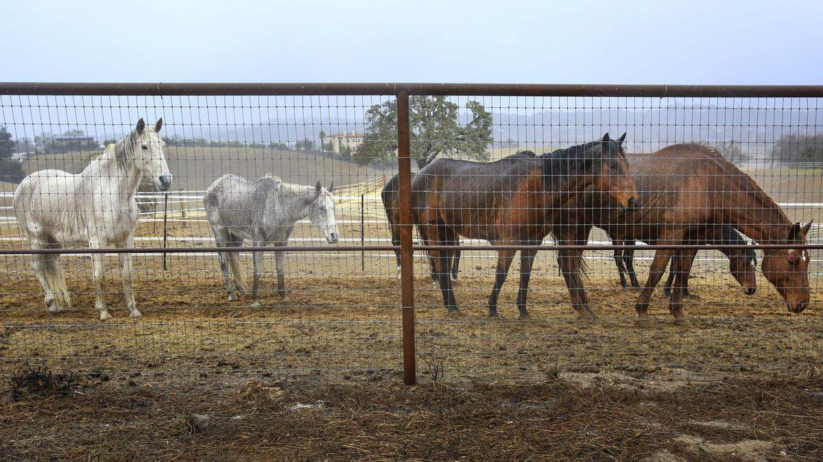 Horses turn their backs to the wind and rain along Templeton Road on Wednesday, Jan. 27, 2021.