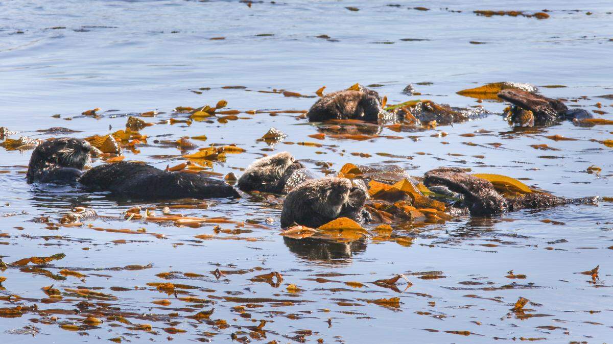 Sea otters rest in the kelp inside Morro Bay. A crowd often forms to watch the resting creatures. 9-24-2019 David Middlecamp