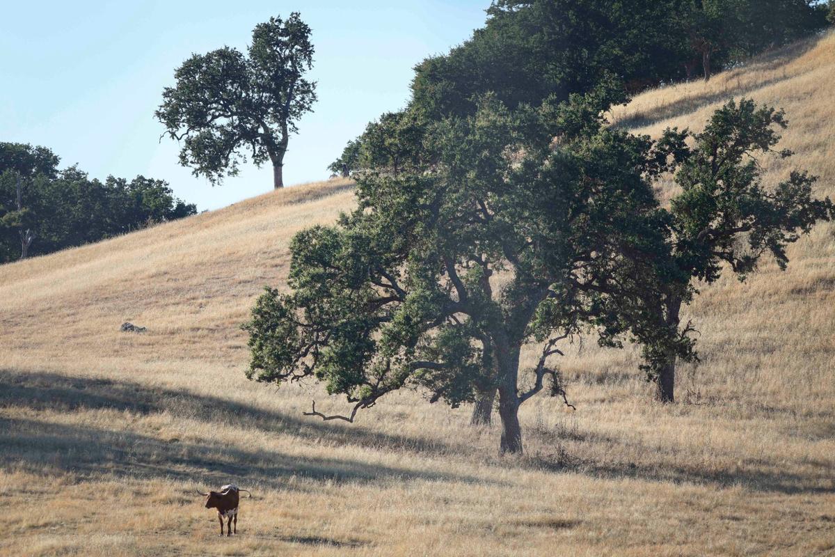A longhorn stands amid oak covered hills, grazing on a ranch west of Highway 101 June 26, 2024