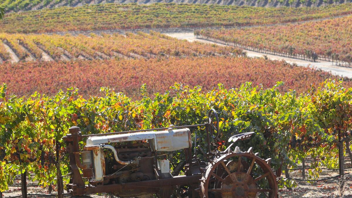 An antique tractor parked near merlot grapes at Dana Merrill’s vineyard near Templeton off South El Pomar road.