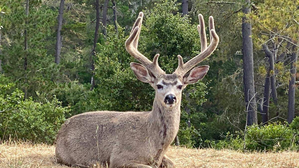 San Luis Obispo County Undersheriff Jim Voge captured this image of a male deer in June 2020.