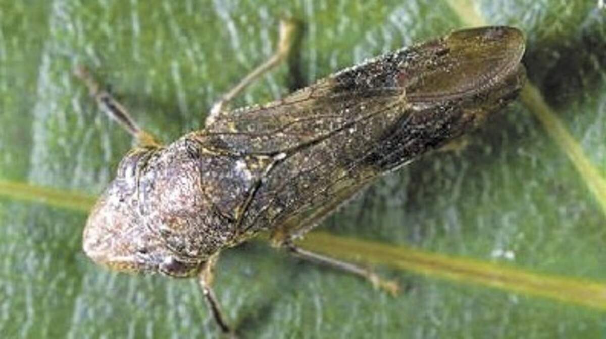 A glassy-winged sharpshooter.