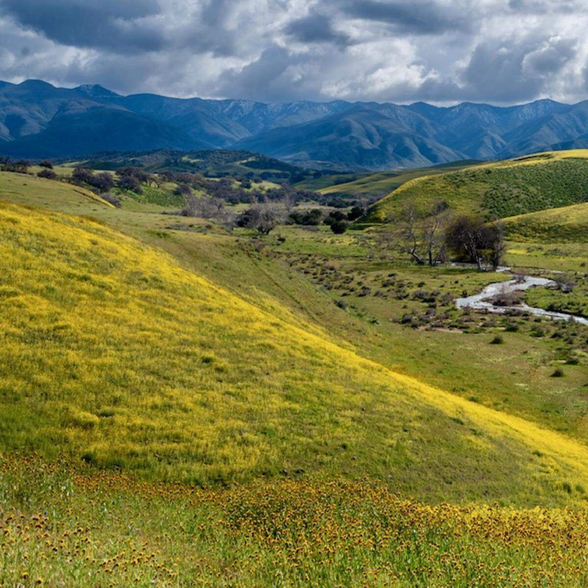 David Hinden captured this picture of wildflowers from Cottonwood Canyon Road near New Cuyama.