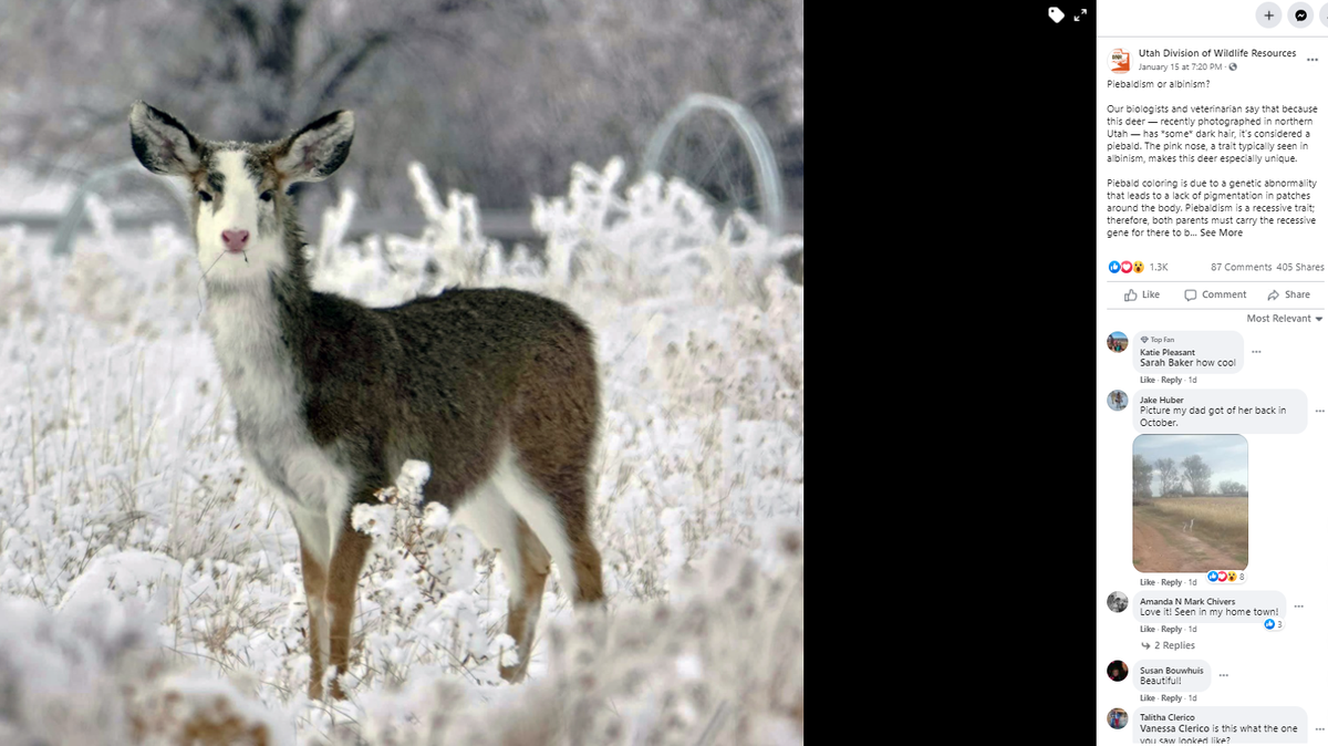 That pink nose, a trait typically seen in albinism, makes this Utah deer especially unique, state experts say.