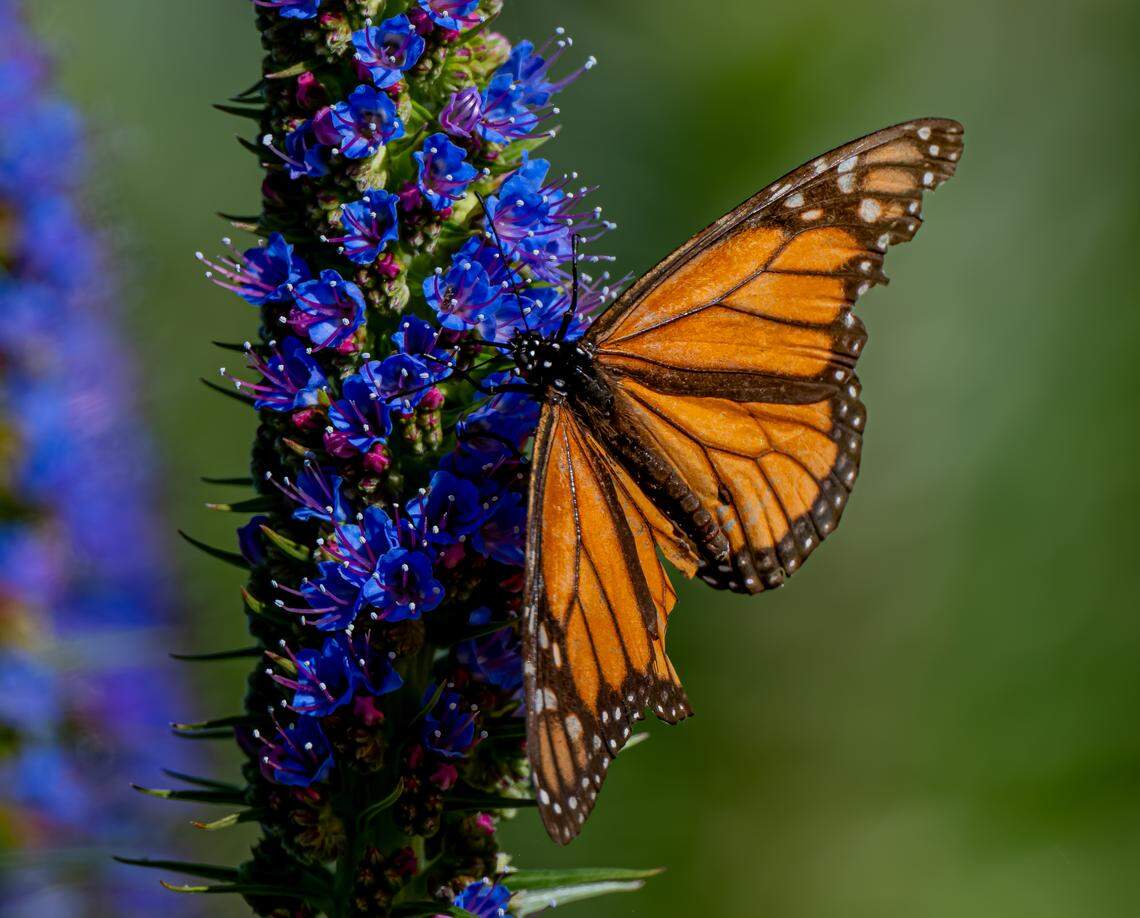 A monarch butterfly visits a blue flower called the Pride of Madeira, which are blooming in some coastal areas of the Central Coast.