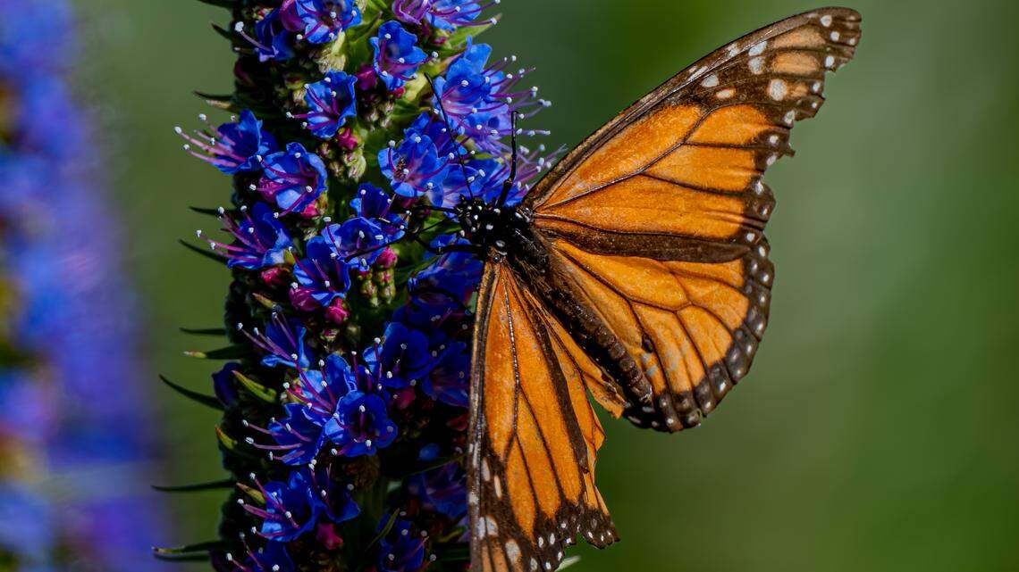 A monarch butterfly visits a blue flower called the Pride of Madeira, which are already blooming in some coastal areas of the Central Coast.