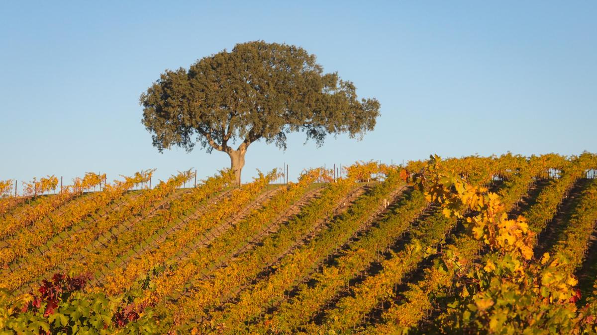 Cabernet sauvignon vines leaves turning color at the end of the season at J. Lohr Vineyards & Wines east of Paso Robles on Nov. 12, 2021.