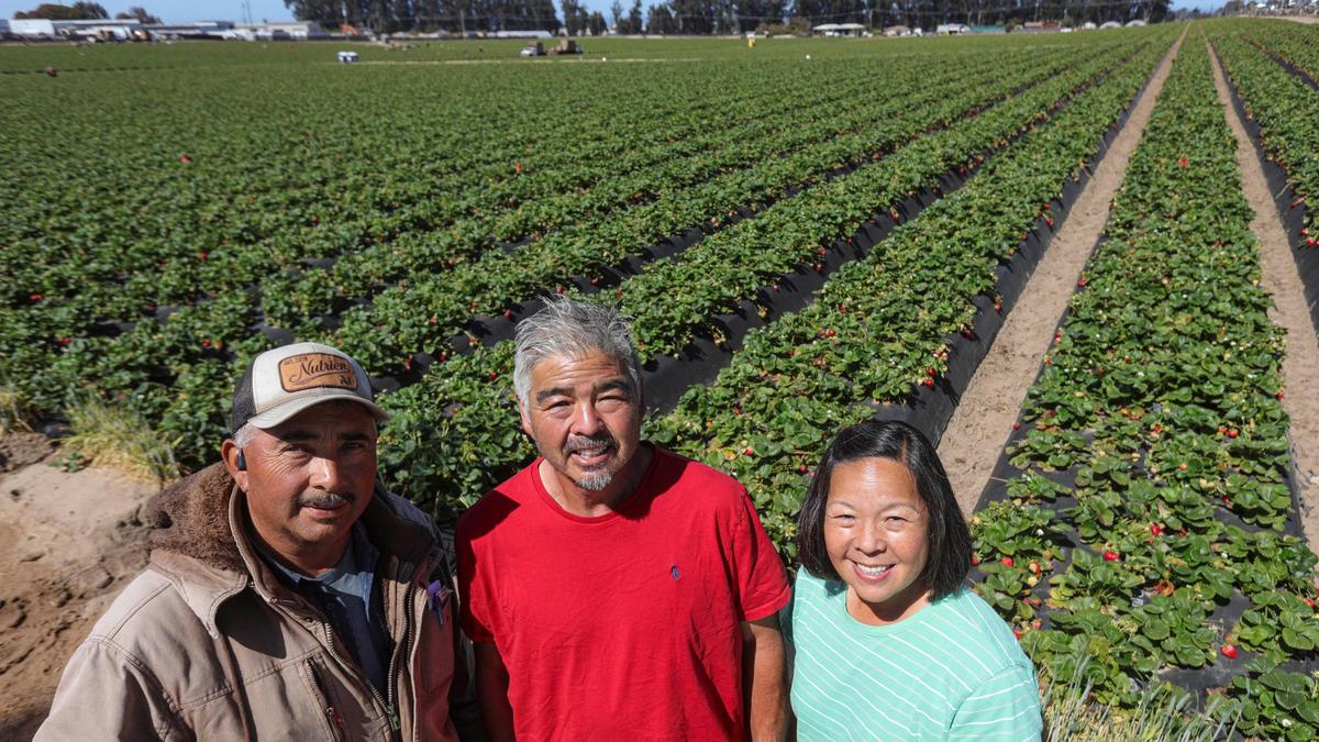 Okui’s Strawberry n Fruit Stand at the corner of Highland Way and 13th Street in Grover Beach carries locally grown produce and flowers. From the left are Pedro Vargas, foreman, Charles Okui, co-owner, Joan Okui, co-owner (they are siblings) and fruit stand manager at the strawberry fields behind the fruit stand.
