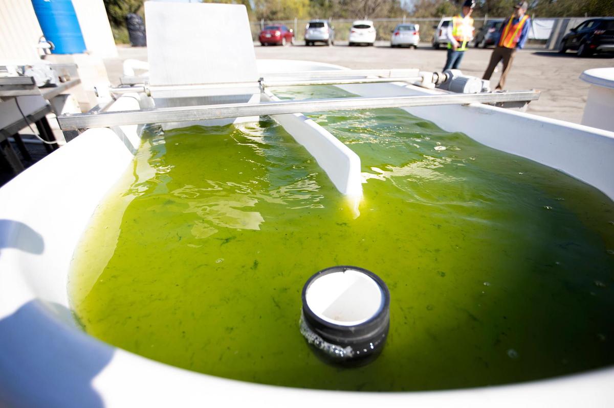 Students and scientists at Cal Poly in San Luis Obispo are studying how algae can be used to clean and treat wastewater more efficiently than other methods. The tubs at the city’s treatment plant are filled with wastewater, and algae is allowed to grow in an effort to remove contaminants from the water.