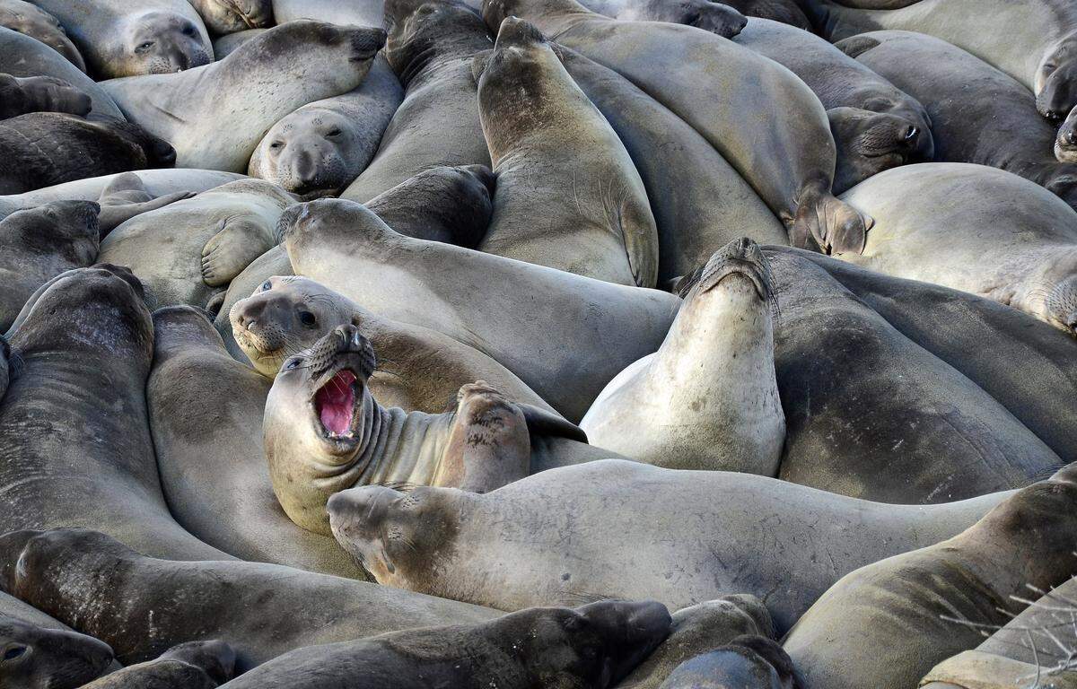 Elephant seals bask in a huge pile at the Piedras Blancas Rookery.