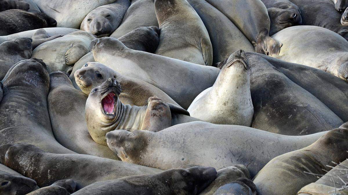 Elephant seals bask in a huge pile at the Piedras Blancas Rookery.