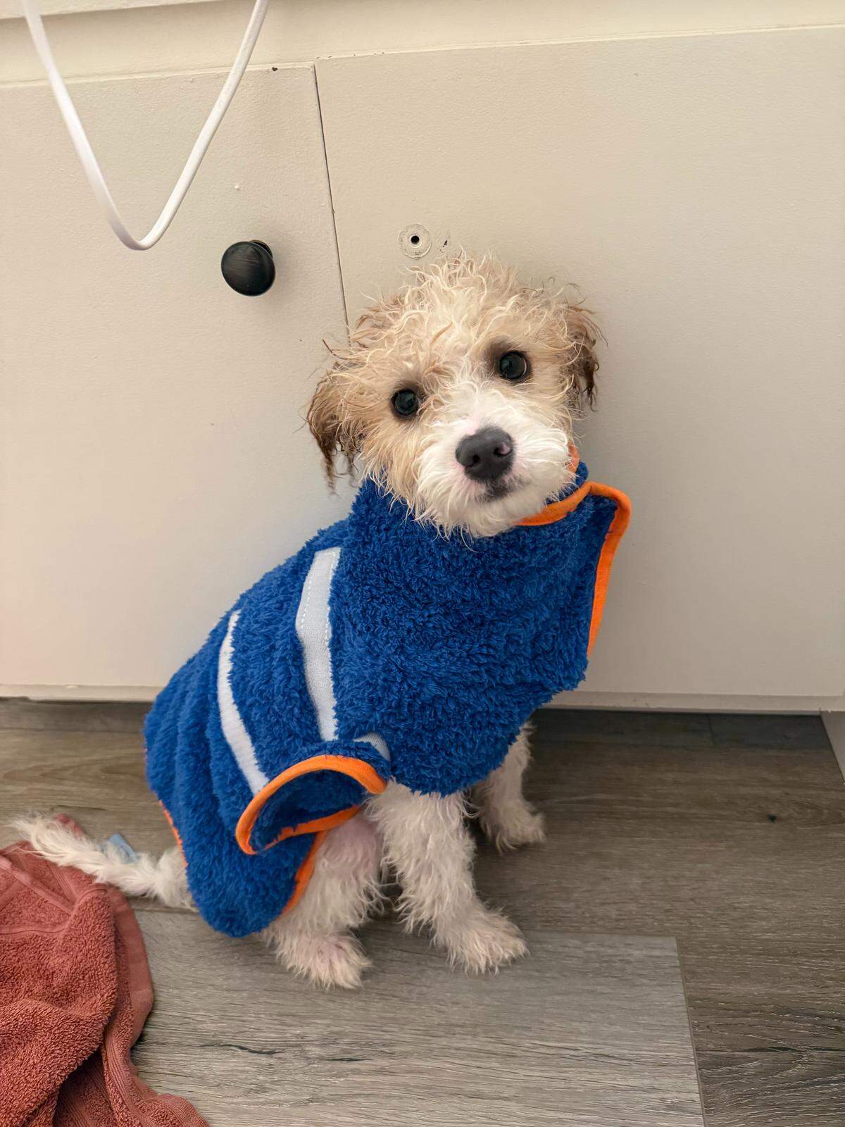 A Grover Beach couple adopted Beanz a month before he died from biting into a death cap mushroom
