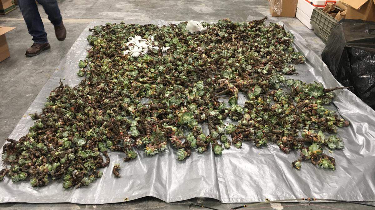 California Department of Fish and Wildlife officials have intercepted thousands of Dudleya succulents that smugglers were trying to take out of California to sell in countries including Korea, China and Japan.