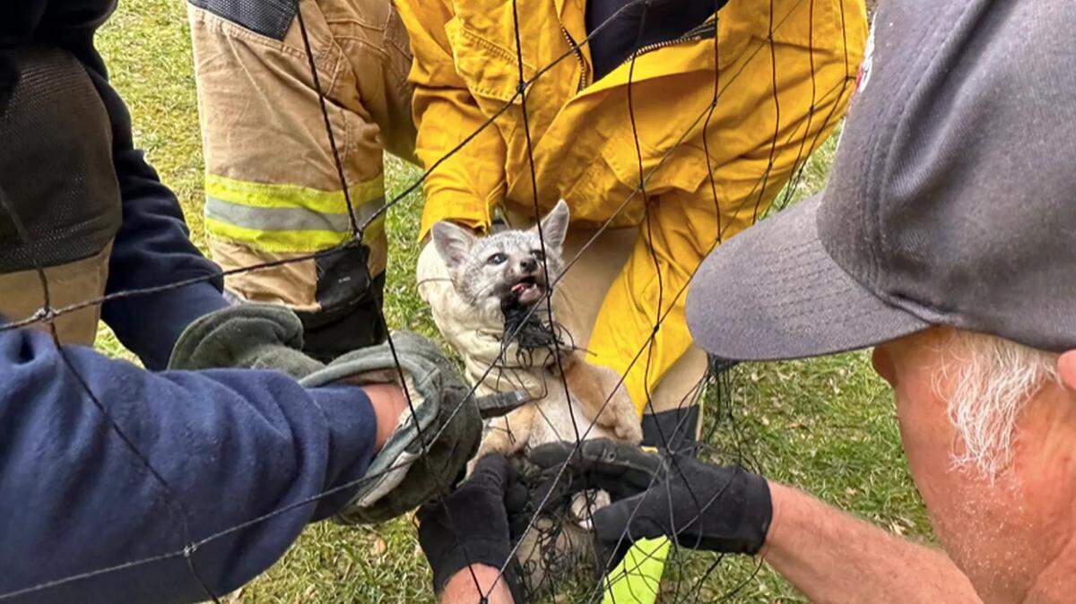 Montecito firefighters free a young gray fox from a soccer net on Saturday, May 13, 2023.