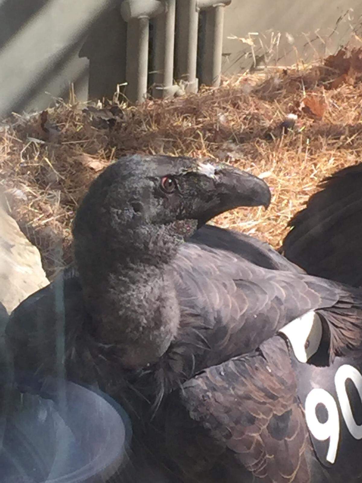 Pigwidgeon is a male juvenile California Condor that was released from the mountains above San Simeon on November 13.