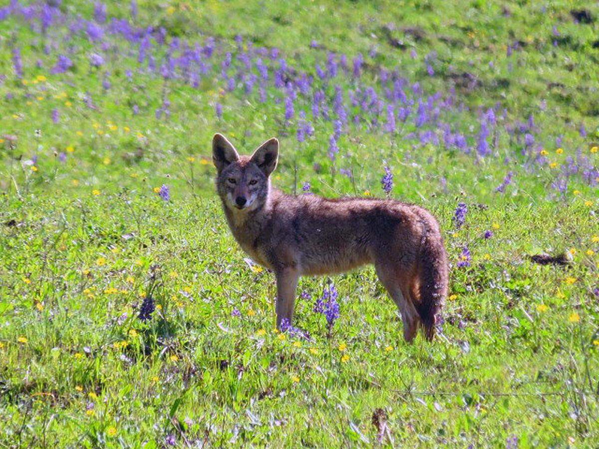 A coyote amid the lupine at El Chorro Regional Park.