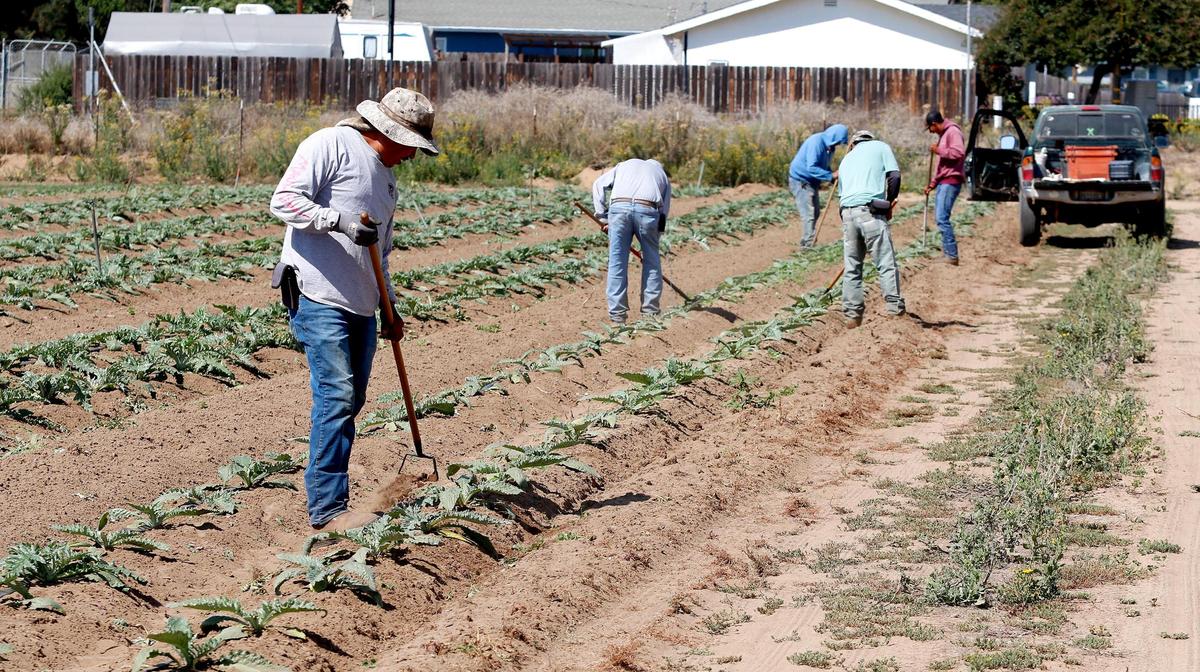 Farmworkers work on weeding artichoke plants at Halcyon Farms in Arroyo Grande.