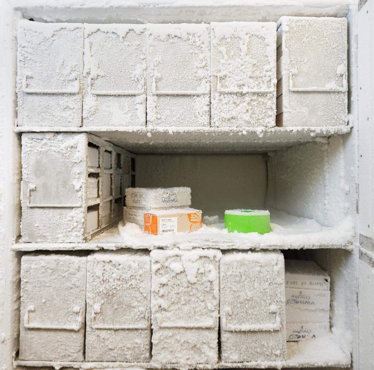 Prehistoric bacteria samples dating back at least 40 million years are stored in a freezer at Cal Poly, measuring -80 degrees Celsius. Researchers are examining the samples for antibiotic properties.