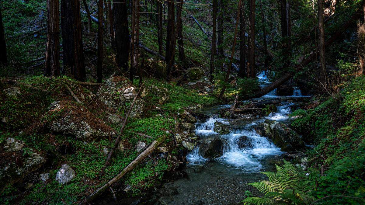 A fast-moving Limekiln Creek, swollen by the heavy rains from late December, races through Limekiln State Park in Big Sur.