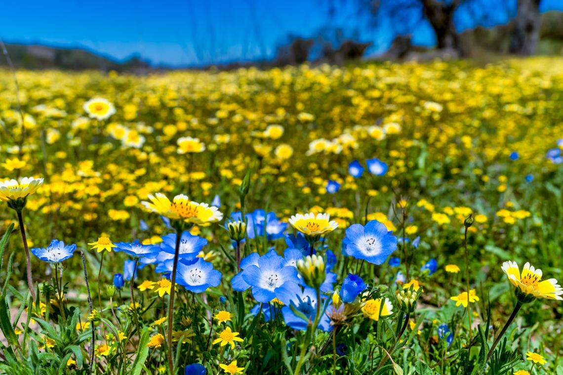 Wildflowers bloom in the fields along Shell Creek Road in April 2020.