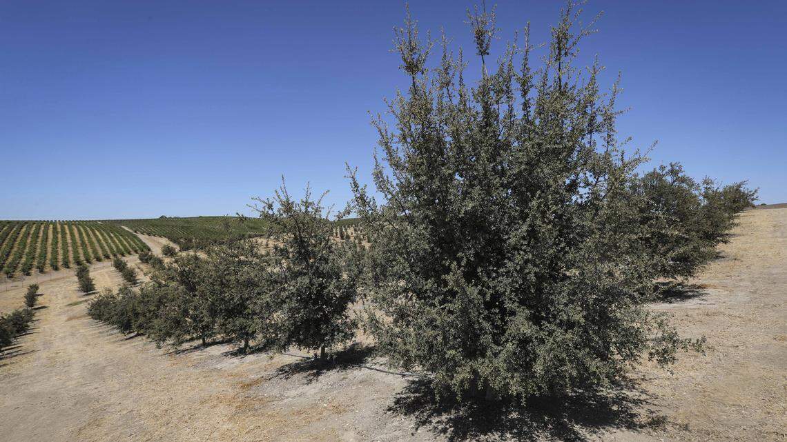 One of largest truffles in U.S. came from SLO County. Local winemakers want more