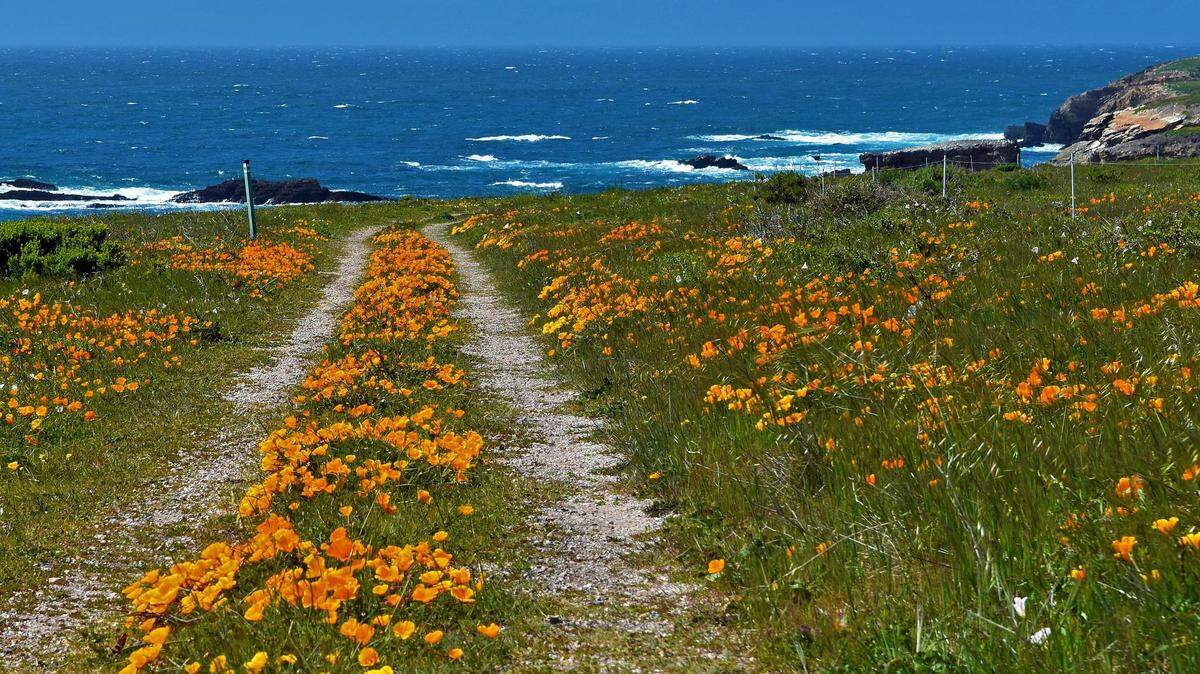 California poppies bloom along the Pecho Coast.