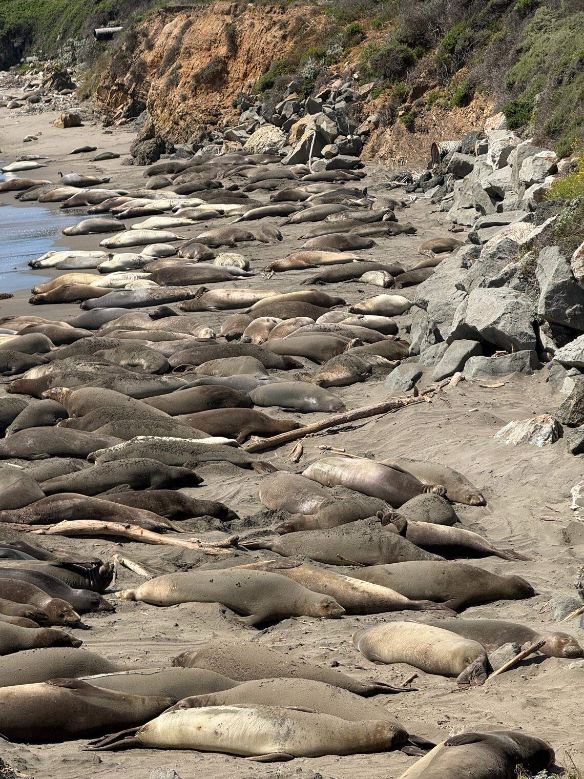 The beach at Piedras Blancas is full of female and juvenile elephant seals in April and May.