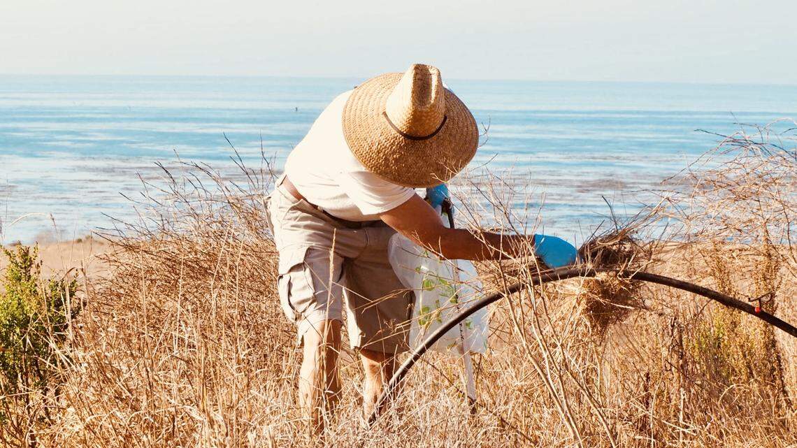 Pinedorado festival in Cambria 1st of multiple volunteer opportunities on North Coast