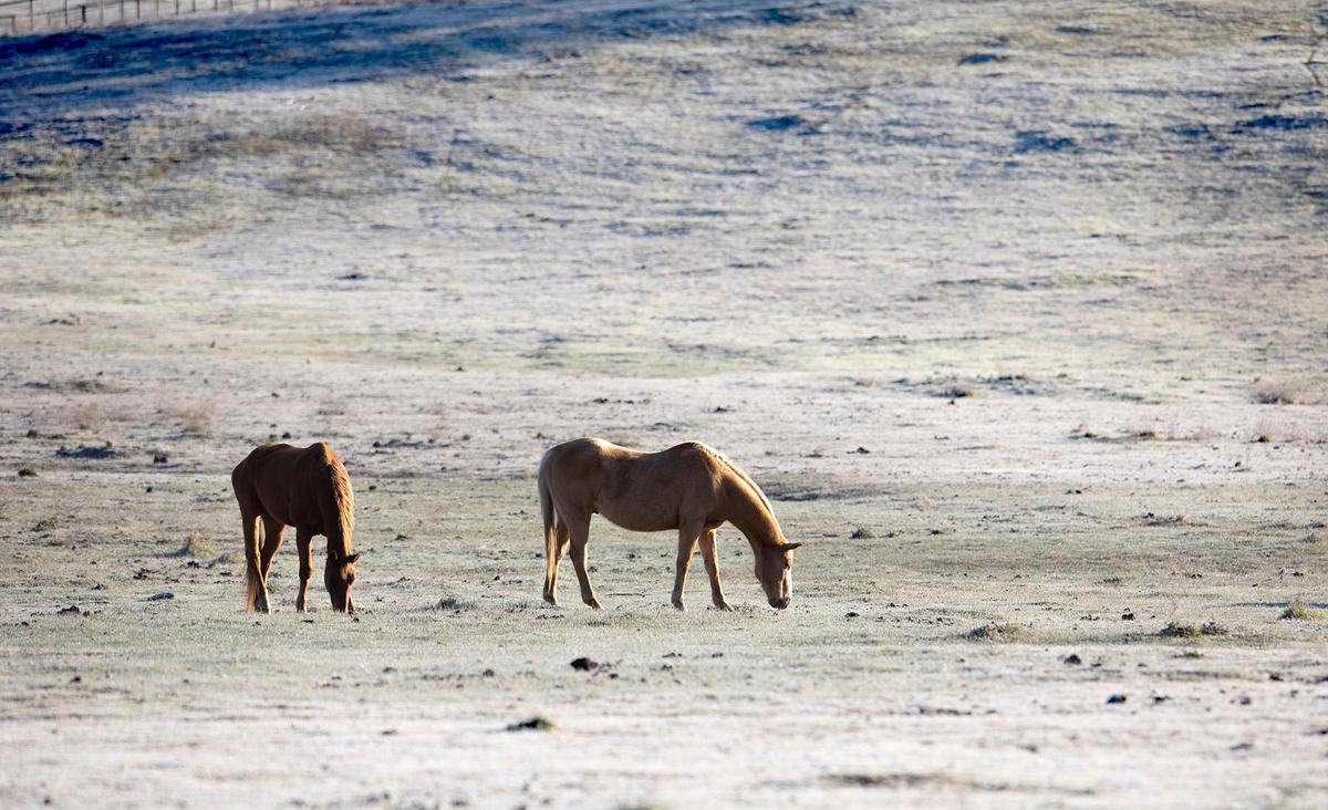 Horses graze in the frosty fields along West Pozo Road east of Santa Margarita on Feb. 23, 2022.