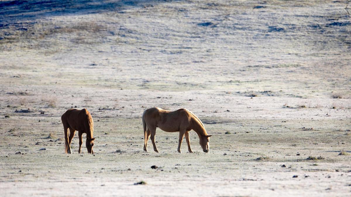 Horses graze in the frosty fields along West Pozo Road east of Santa Margarita.