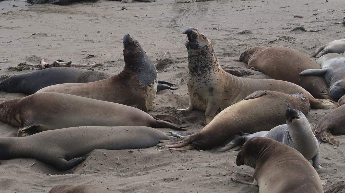 Differences are inevitable on the crowded Piedras Blancas beach north of San Simeon. These young male elephant seals’ noses are starting to grow into distinctive trunks.