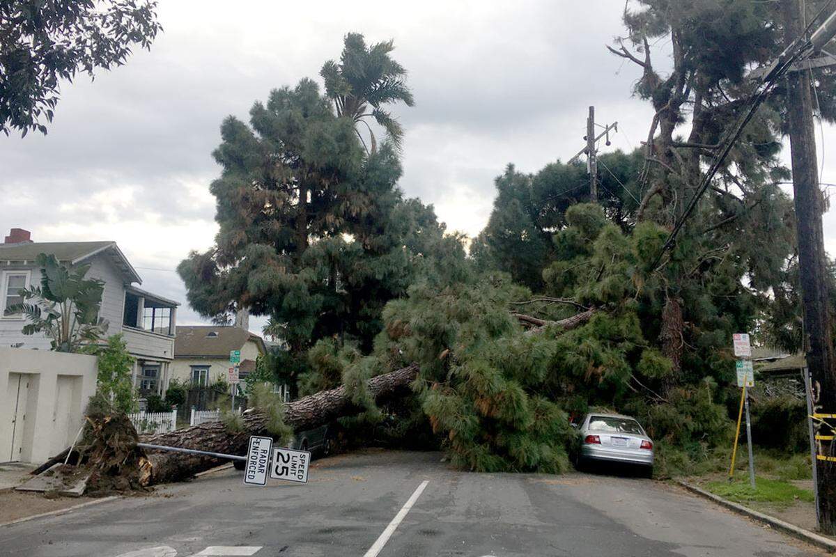 A large pine tree toppled on De la Vina Street in downtown Santa Barbara on Monday, damaging vehicles and knocking out power to the neighborhood.