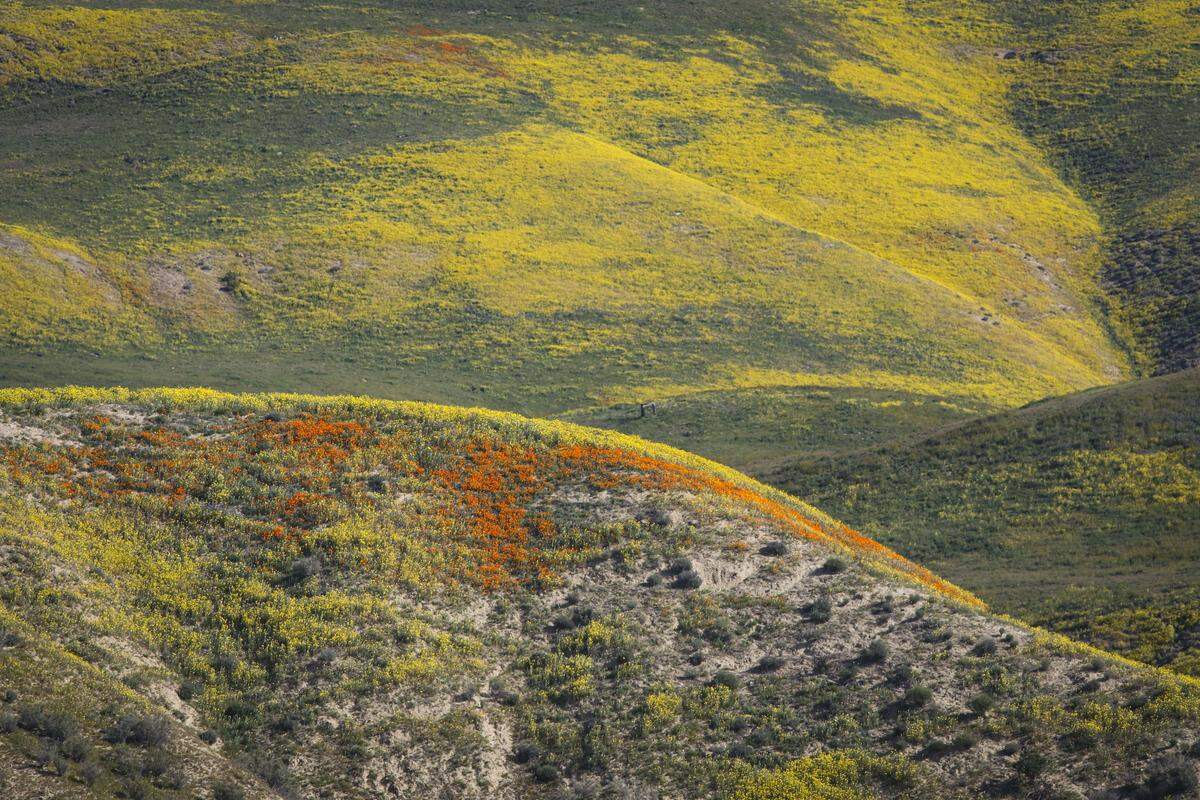 Wildflowers got an early but sporadic start in California Valley after a dry spell followed early winter rains.