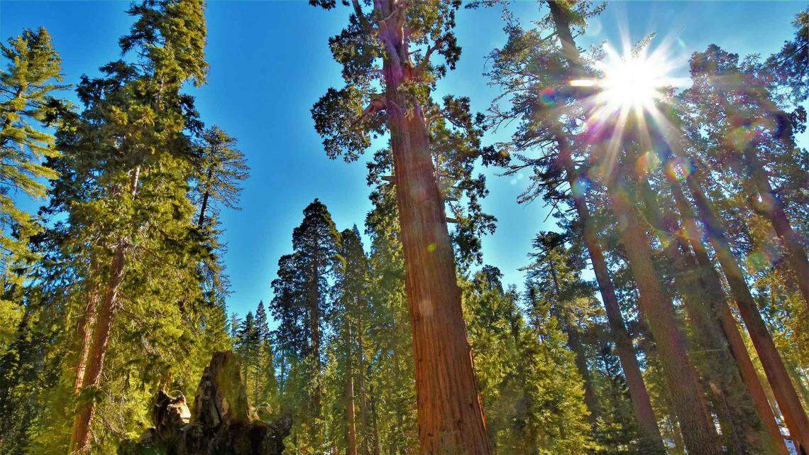 Sequoia trees have witnessed centuries of climate change. What has happened in 50 years?