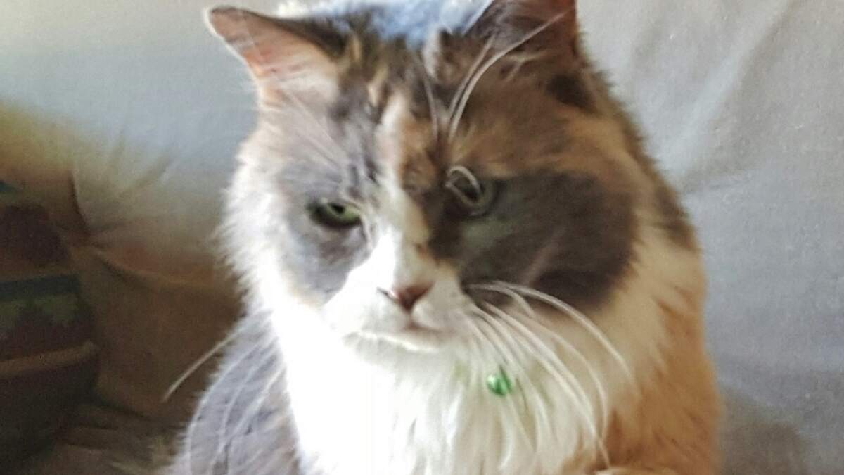 Abby is an 11-year-old Persian cat who was rescued in San Luis Obispo.