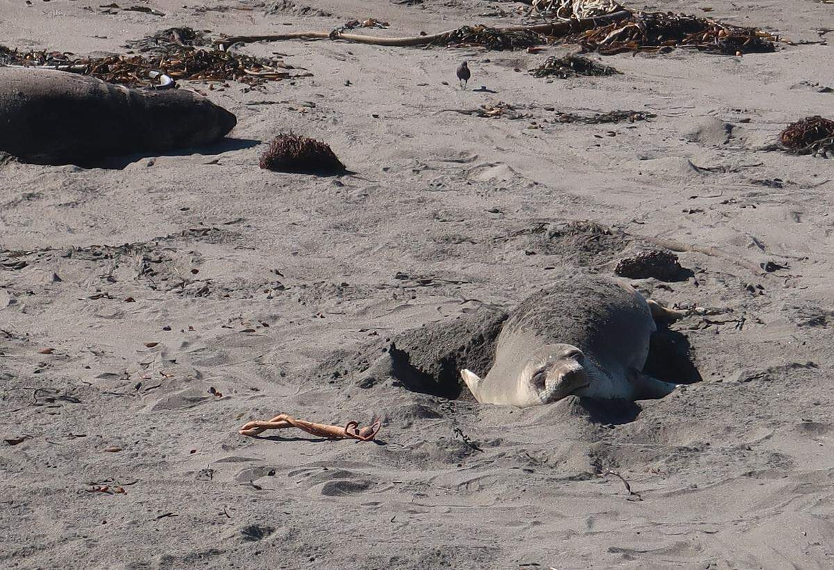 A young elephant seal rests at the Piedras Blancas rookery north of San Simeon before returning to the Pacific Ocean on its next migration.