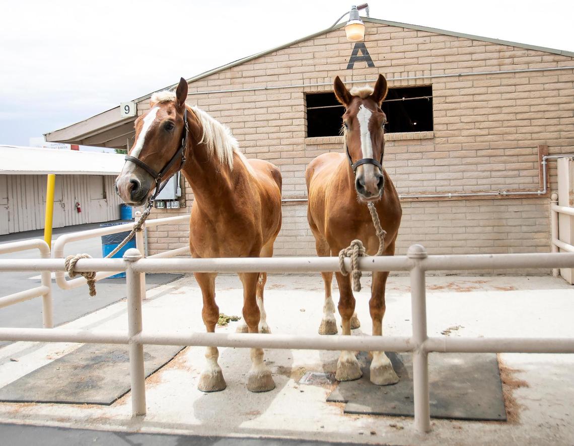 The Mid-State Fair is happening from Wed., July 20 through Sunday, July 31, 2022. These horses are getting ready to go to their freshly stocked stalls.
