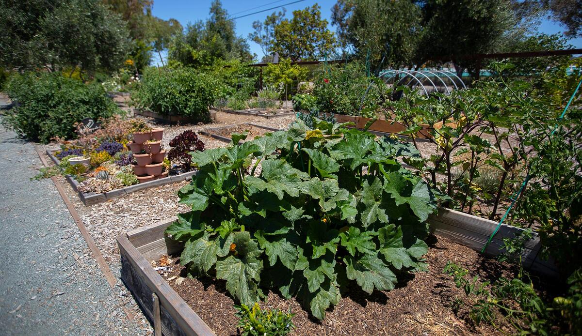 The City of San Luis Obispo Community gardens produce a bounty of fresh fruits and vegetables. A planter with a healthy zucchini plant is in the foreground on July 7, 2022.