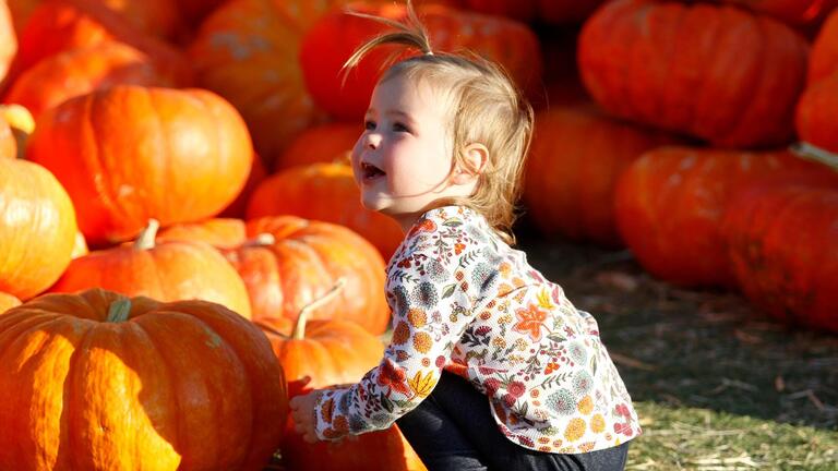 E. coli outbreak cancels annual SLO pumpkin smash. ‘Out of an abundance of caution’