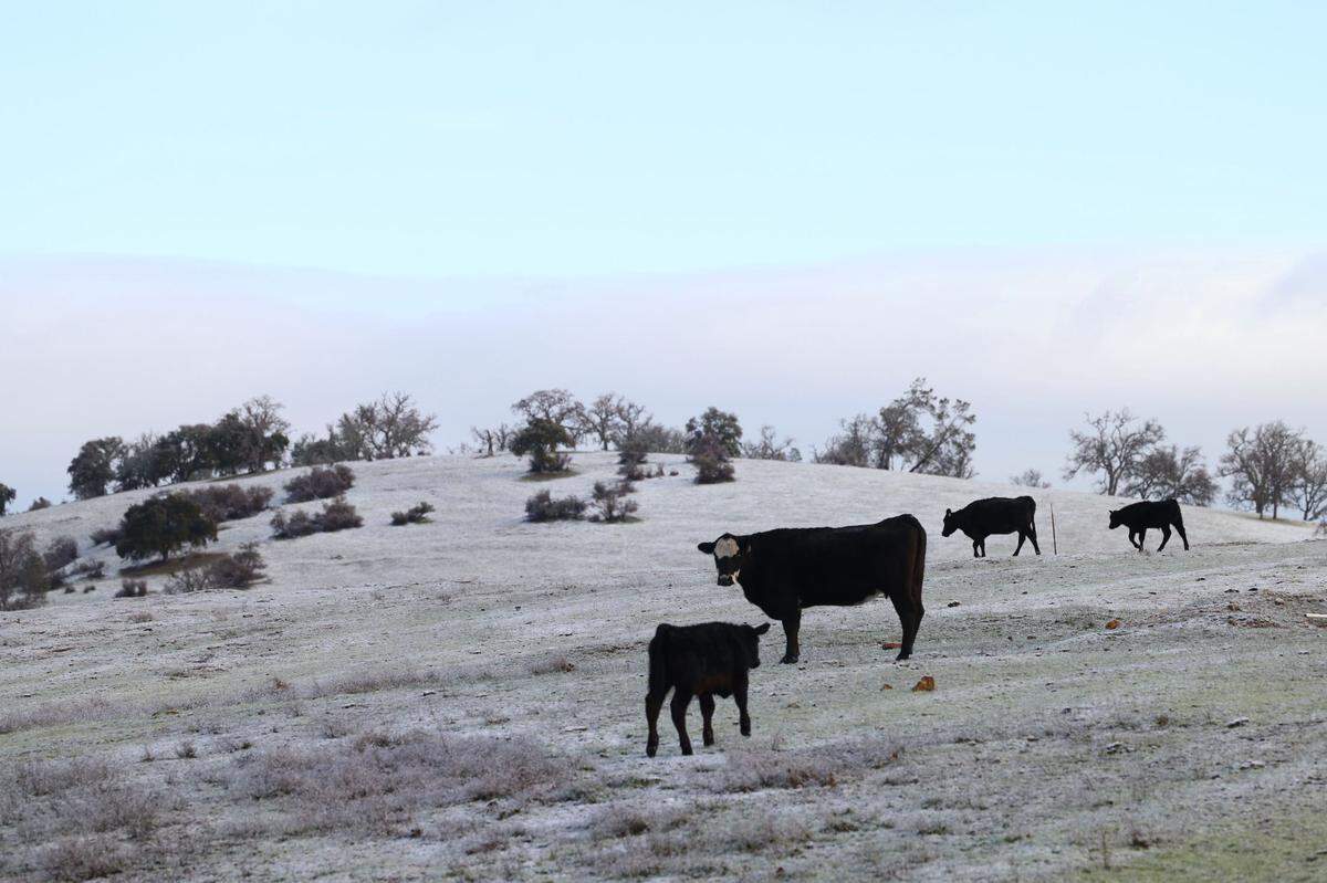 Cows graze in a snowy field at Santa Margarita Ranch off Highway 58 on Thursday, Feb. 23, 2023.
